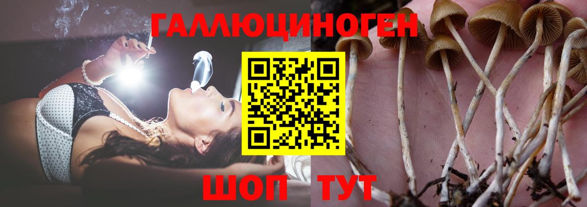 Псилоцибиновые грибы Cubensis  Вход с VPN  Галлюциногенные грибы Magic Shrooms  купить  цена  Ставрополь 